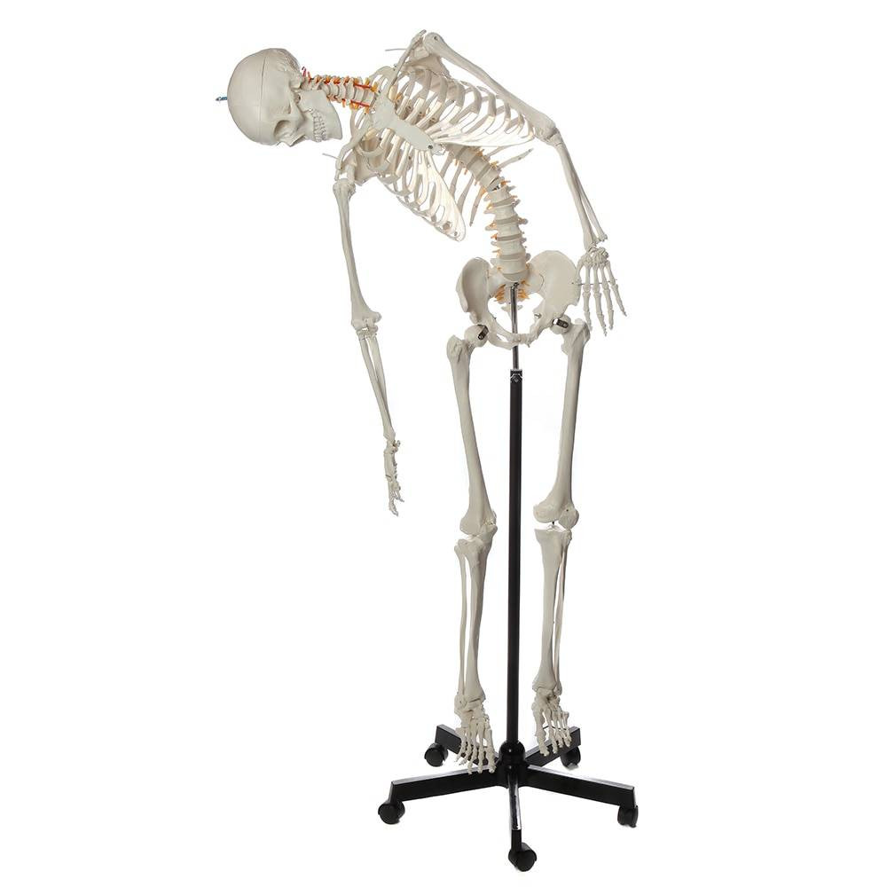 Axis Scientific Flexible Life-Size Human Skeleton Anatomy Model