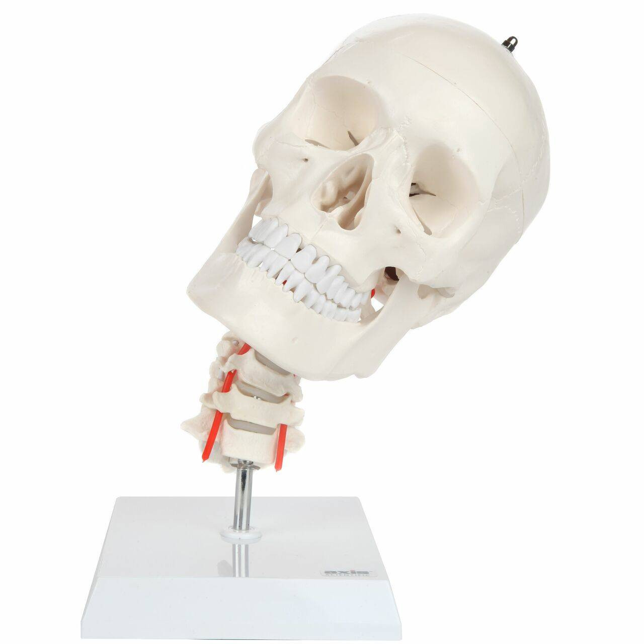 human skeleton head and neck