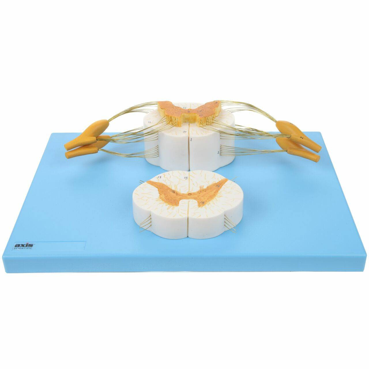 axis-scientific-axis-