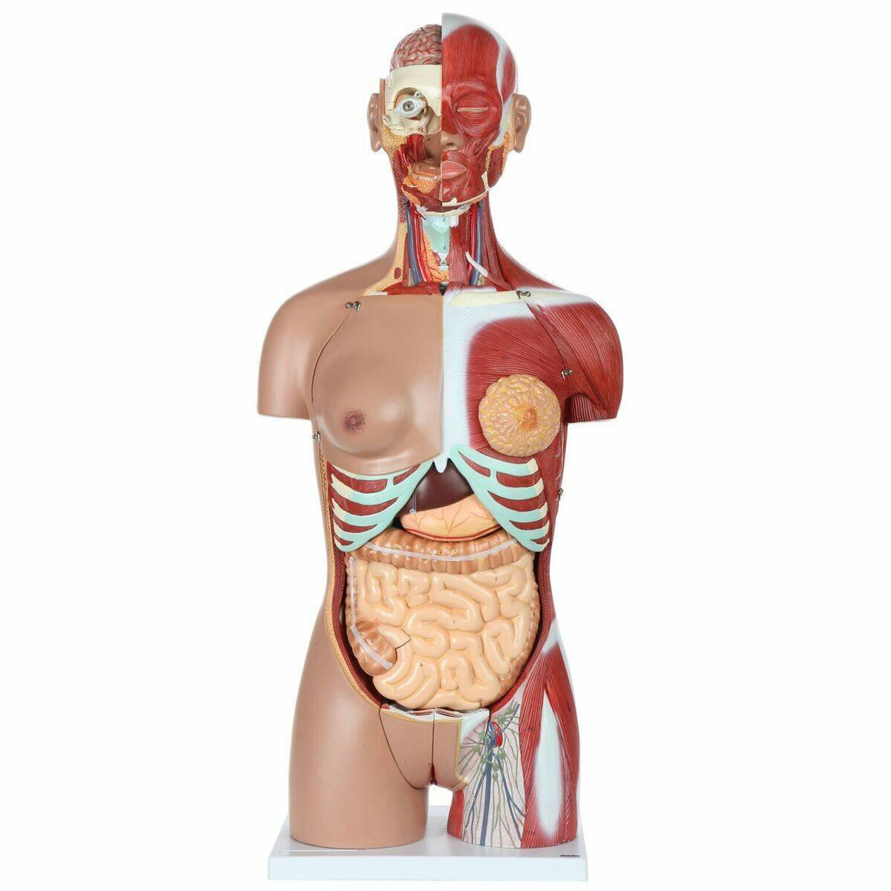 人体模型　Human Torso Anatomically Amazon.com: New 20