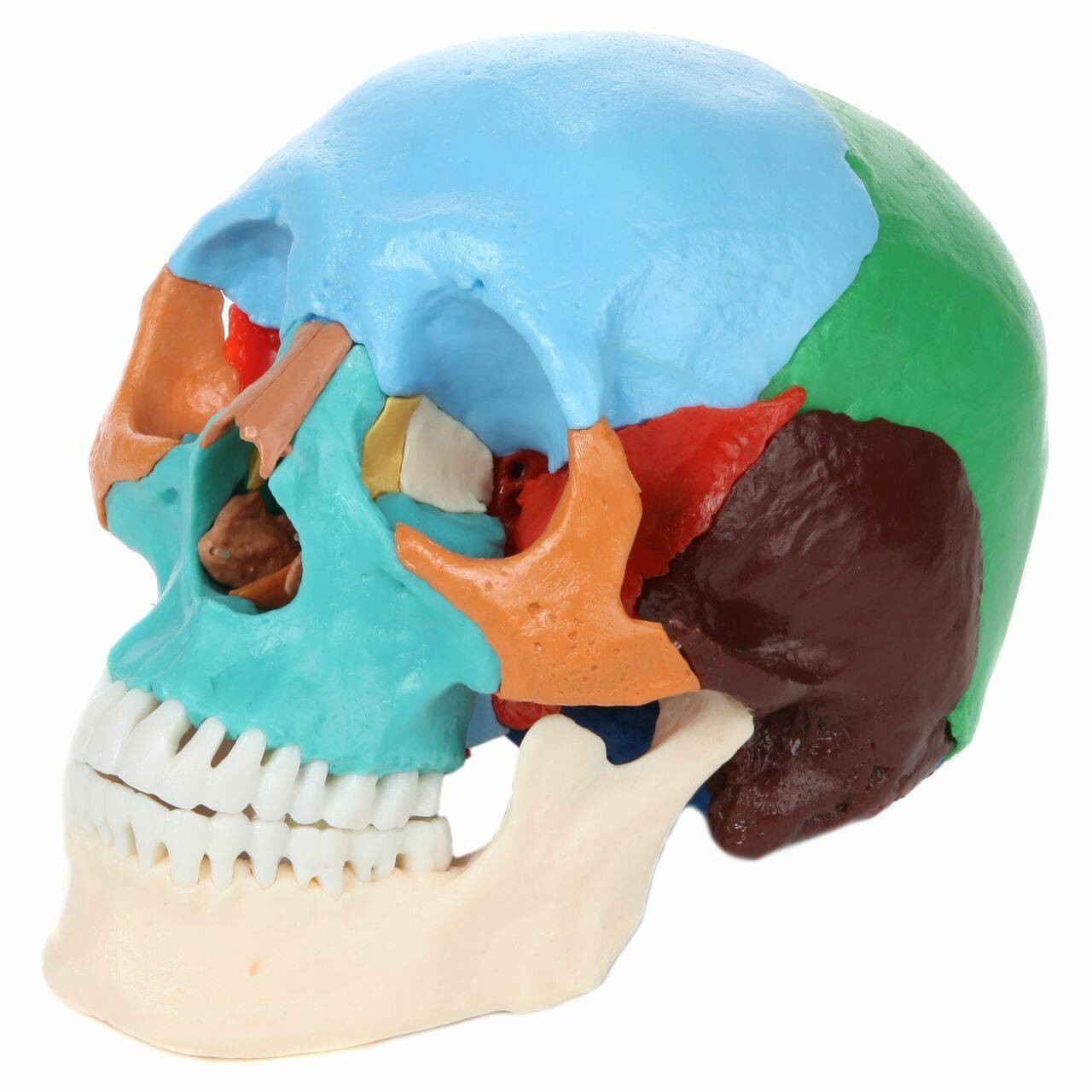 Axis Scientific 22 Part Osteopathic Didactic Human Skull