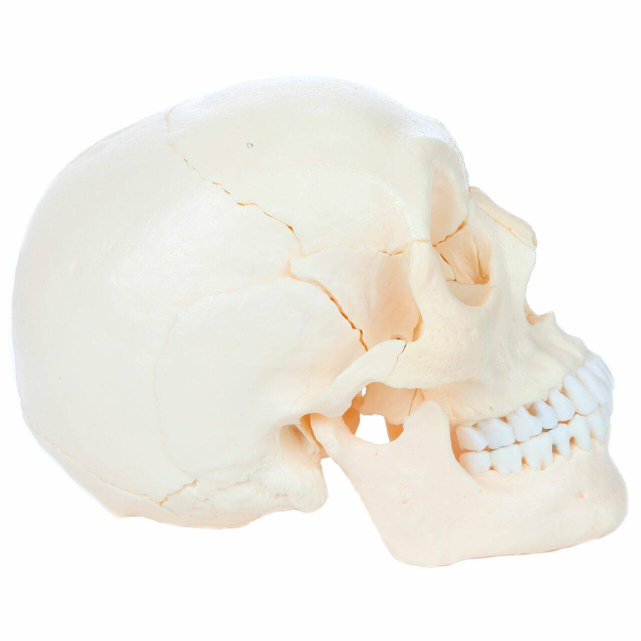 Axis Scientific 22 Part Osteopathic Natural Bone Human Skull