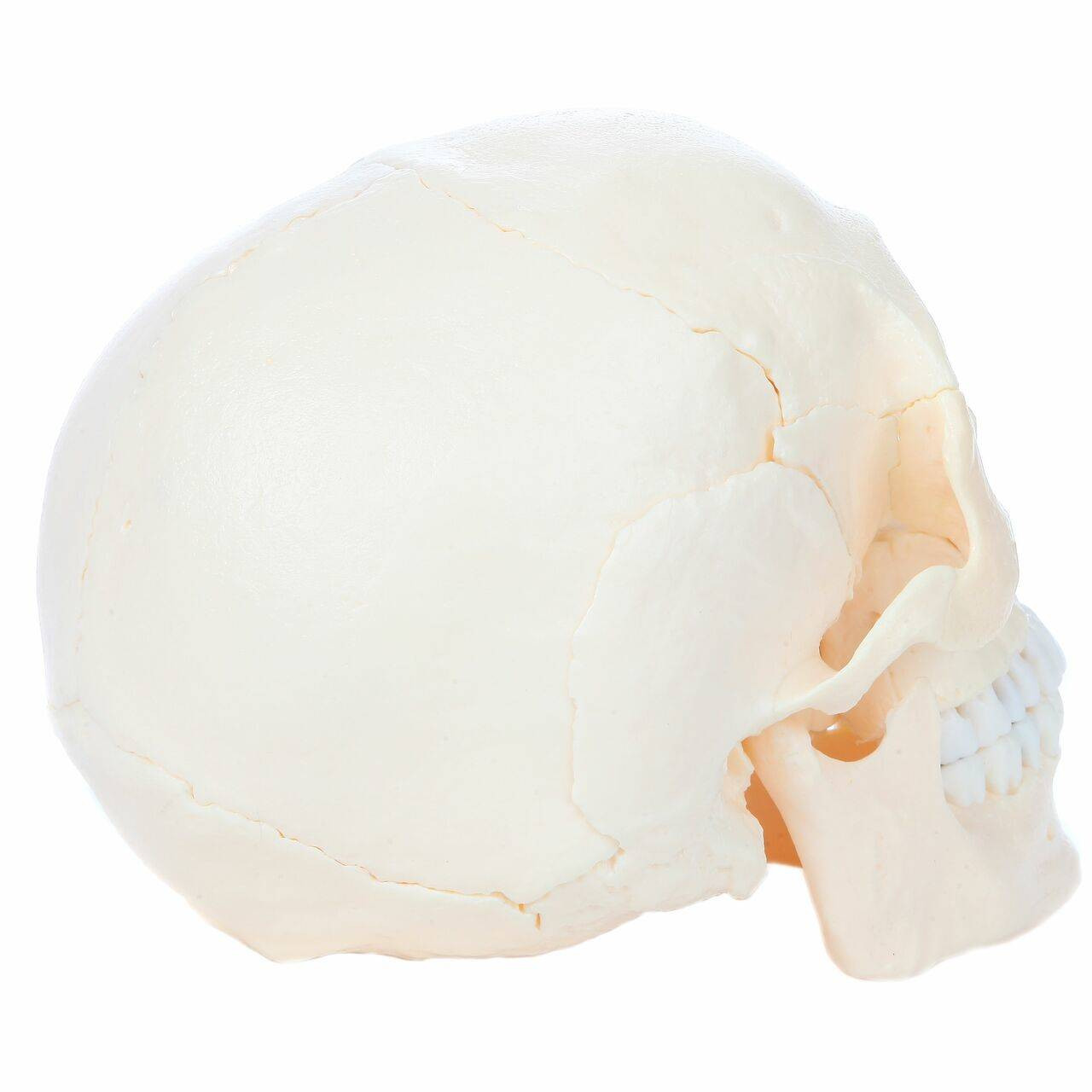 Axis Scientific 22 Part Osteopathic Natural Bone Human Skull