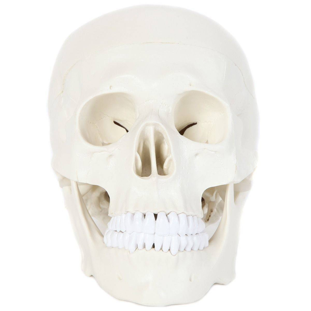 Anatomy Lab Essential Life-Size Skull | Anatomy Warehouse
