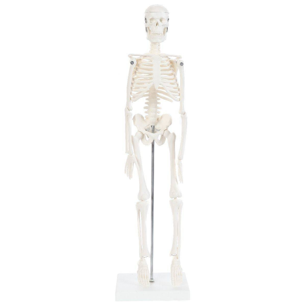 Anatomy Lab Essential Micro 19