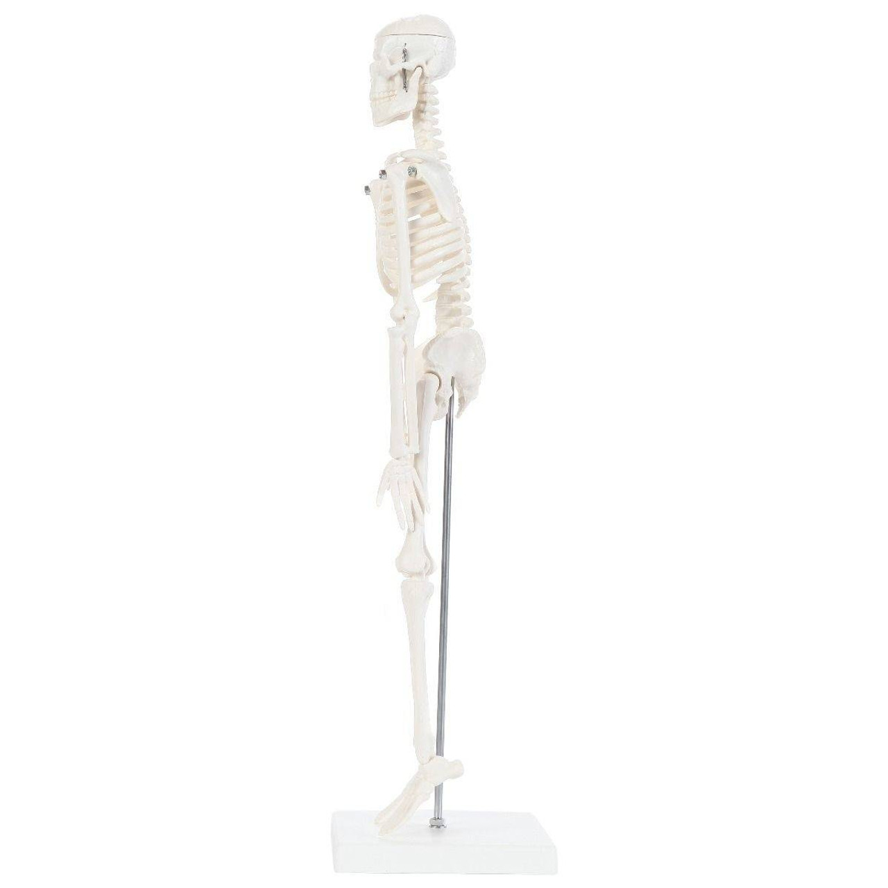 with Basic Details of Human Skeletal System Anatomy Lab Micro Human Skeleton Model 19 Mini Skeleton Has Movable Arms and Legs 
