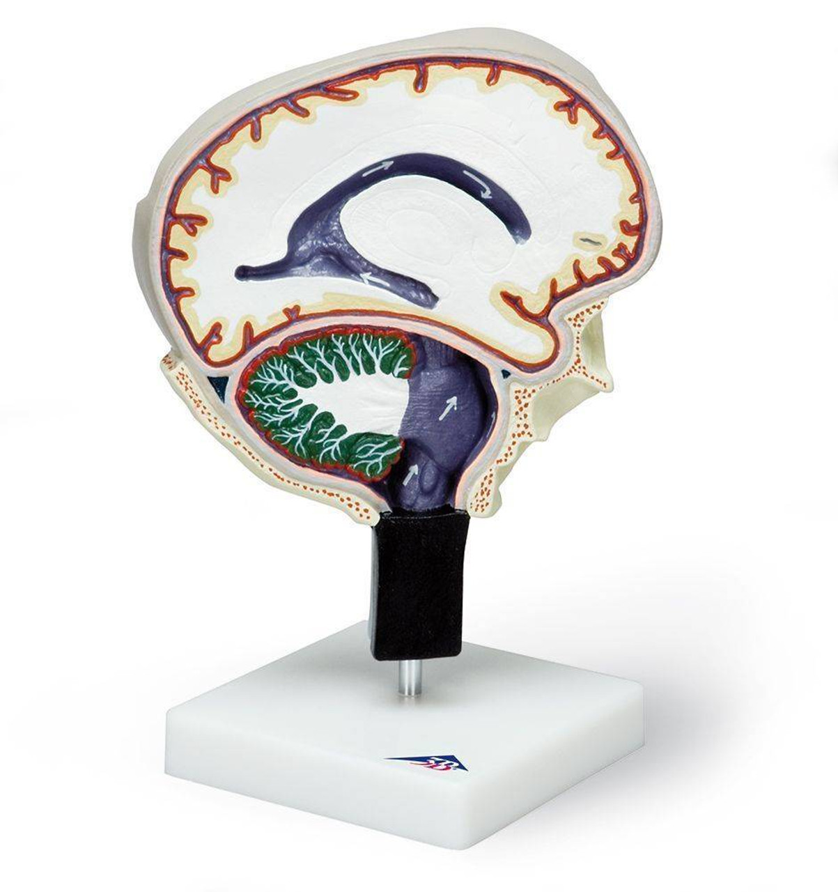 3B Scientific Cerebrospinal Fluid Brain Model | Anatomy