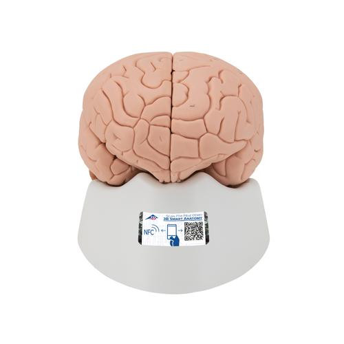 3B Scientific Classic Brain Anatomy Model 4 Parts | Anatomy