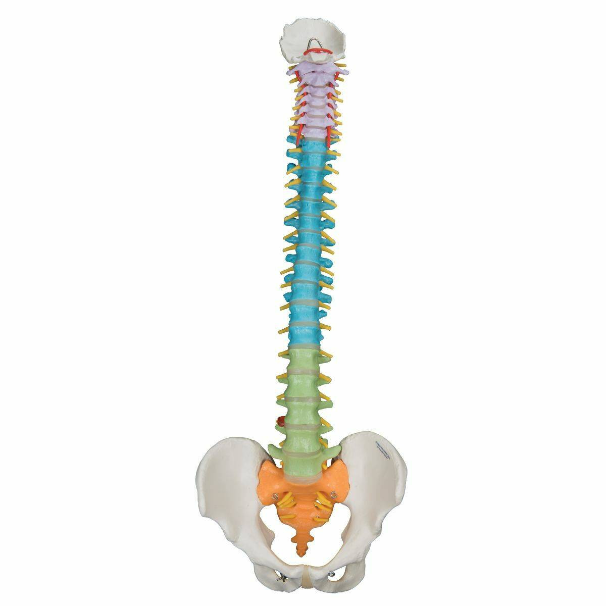脊椎模型 骨盤付き 3B Scientific GmbH 3B Scientific Didactic Flexible Spine Anatomy Model | Anatomy