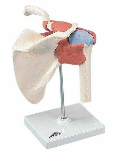 Shoulder Anatomy 3B Scientific Shoulder Joint Anatomy Model With ...