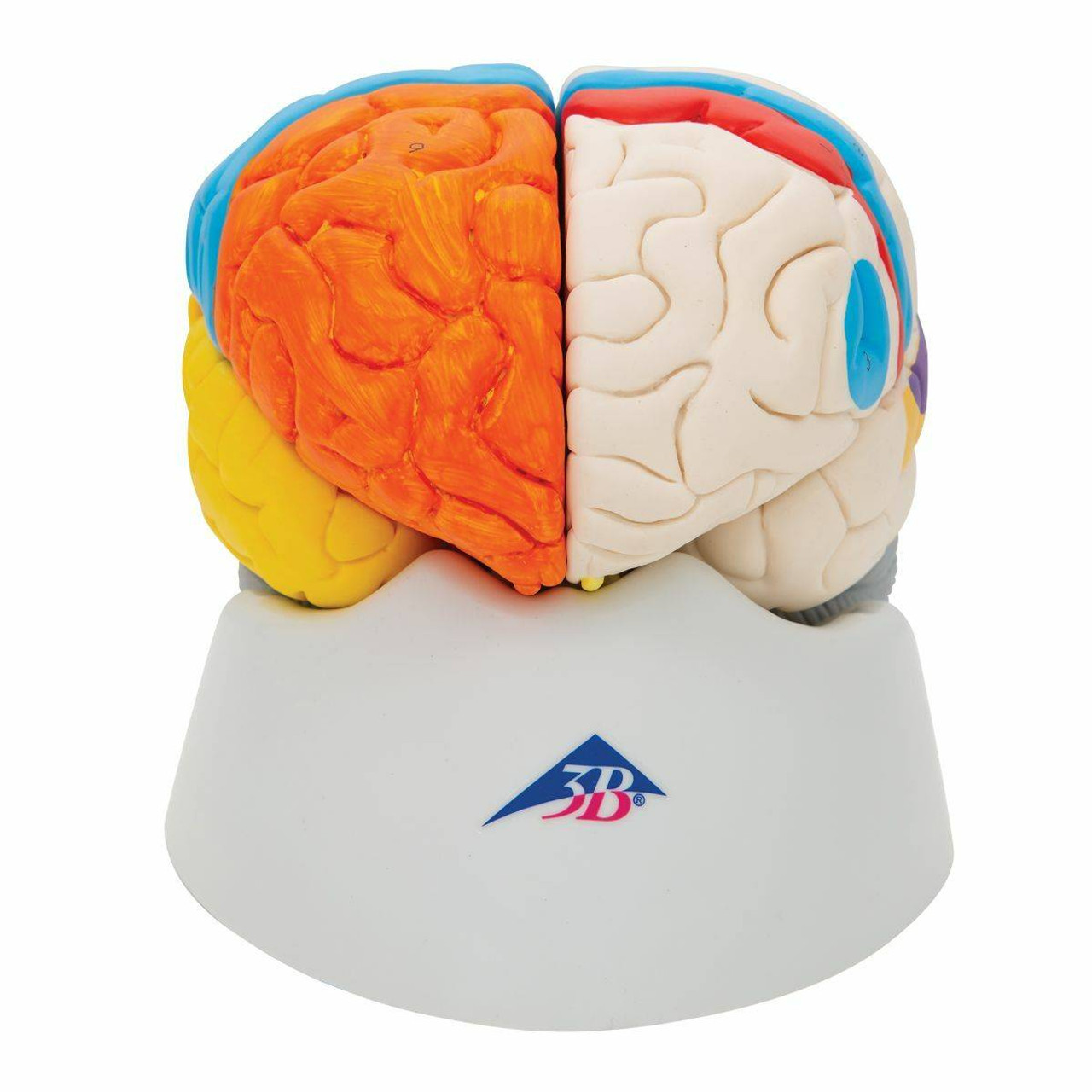 3B Scientific Neuro-Anatomical Brain Model | Anatomy Warehouse
