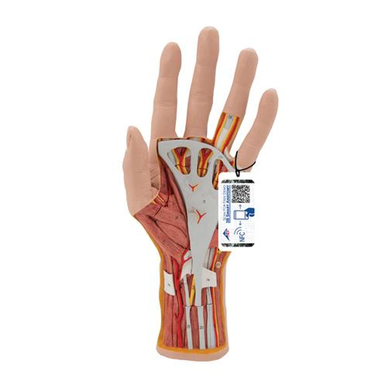 3B Scientific Life-Size Internal Hand Structure Anatomy