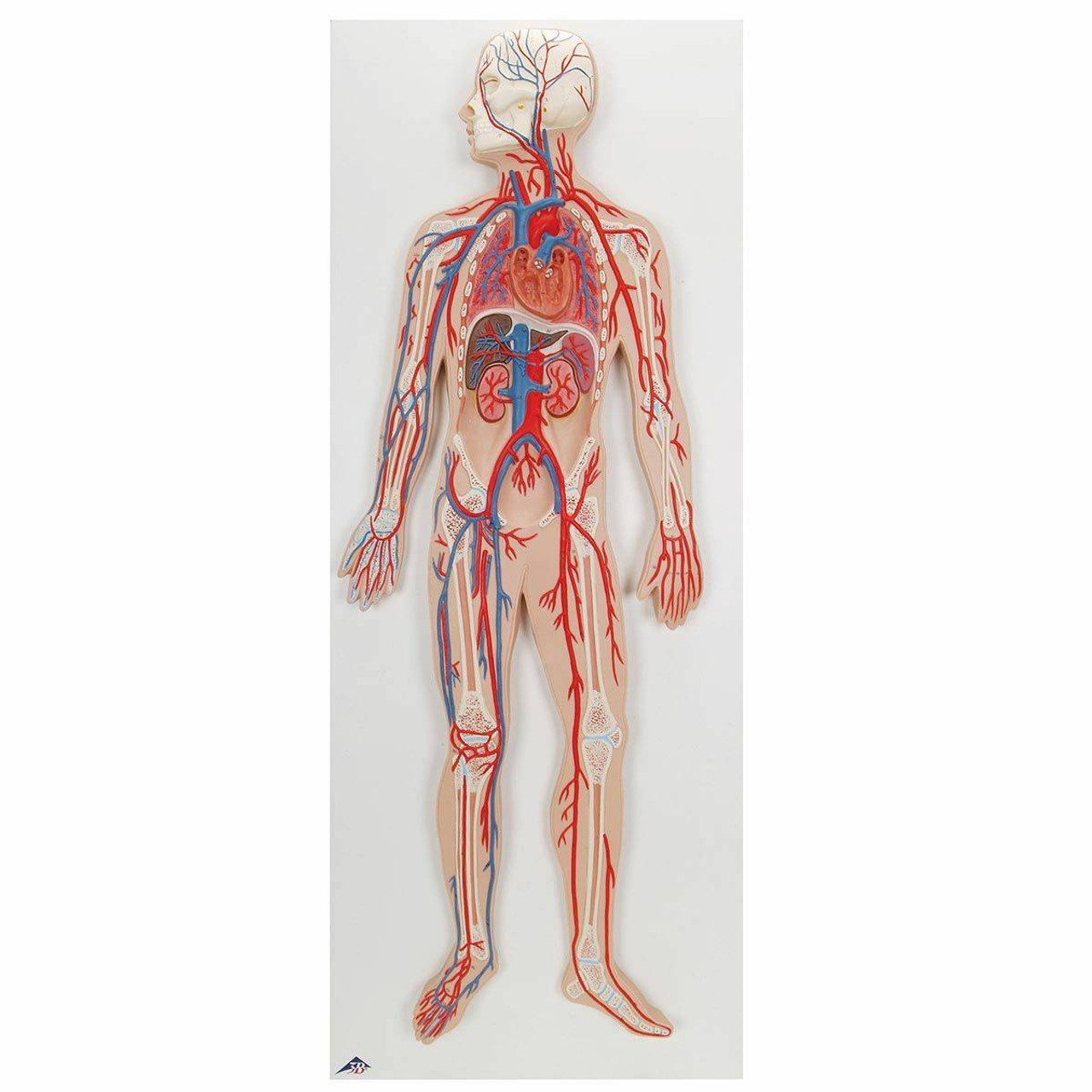 real human circulatory system