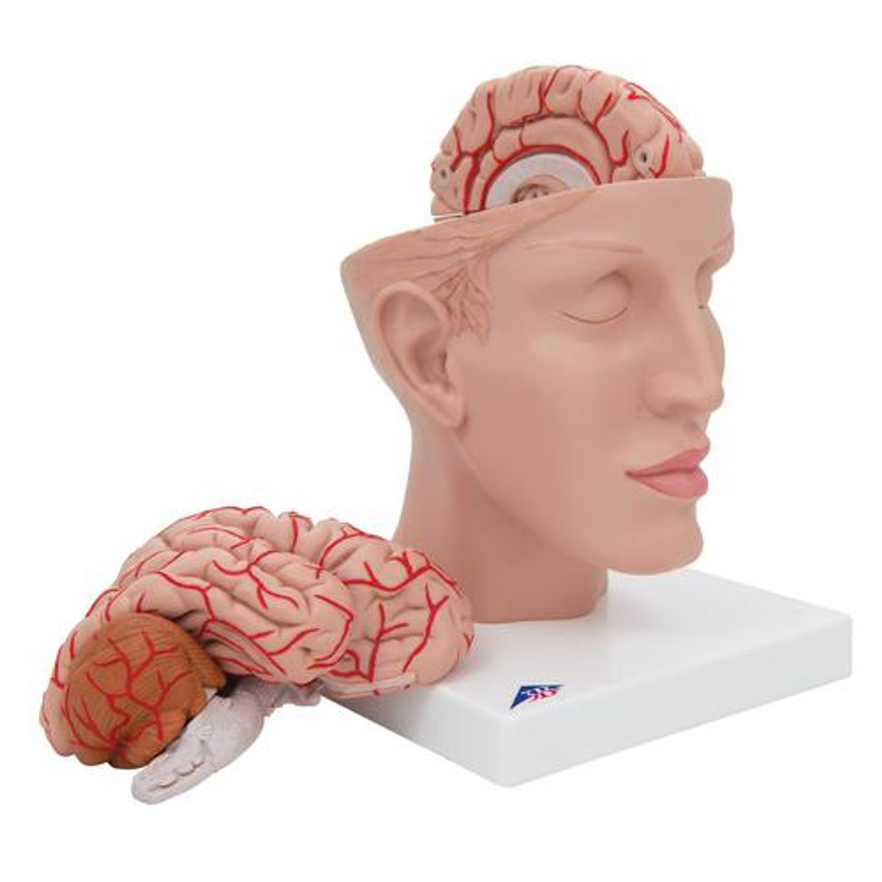 3D Modeling and Extended Reality Simulations of the Cross-sectional Anatomy  of the Cerebrum, Cerebellum, and Brainstem