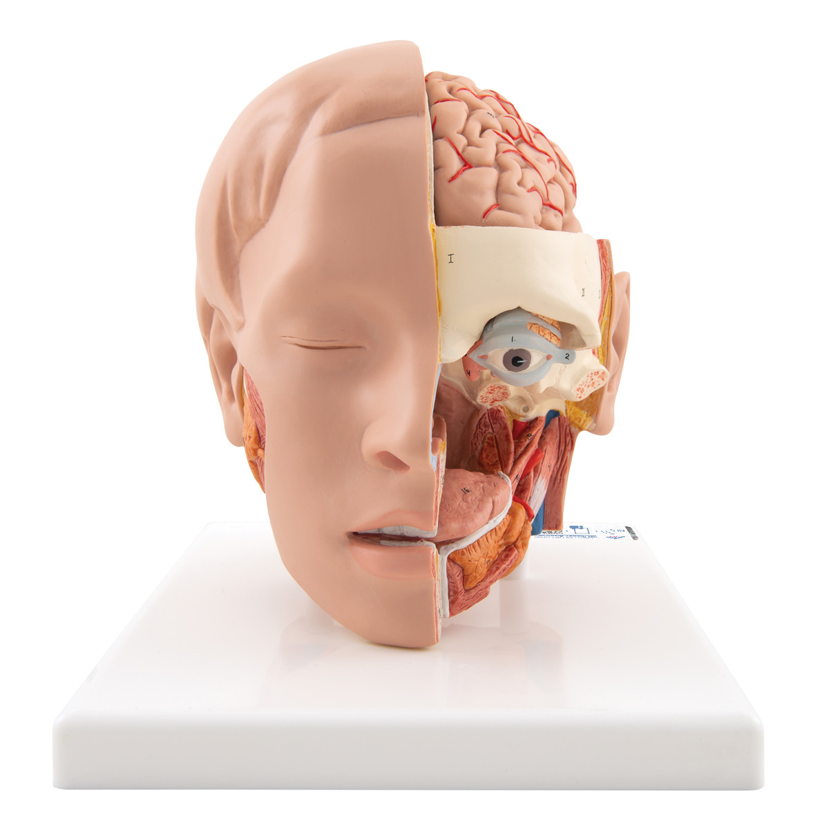 THE VISIBLE HEAD・頭部人体模型(レベル社) C09-1_01_1200_1200_Human-Head-