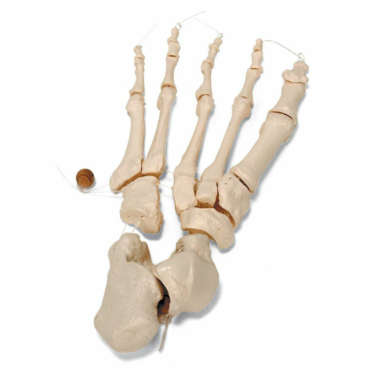 Anatomy Model Half Skeleton Loosely Articulated