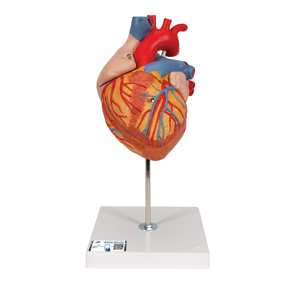 3B Scientific Human Heart Anatomy Model (2 Times Life-Size