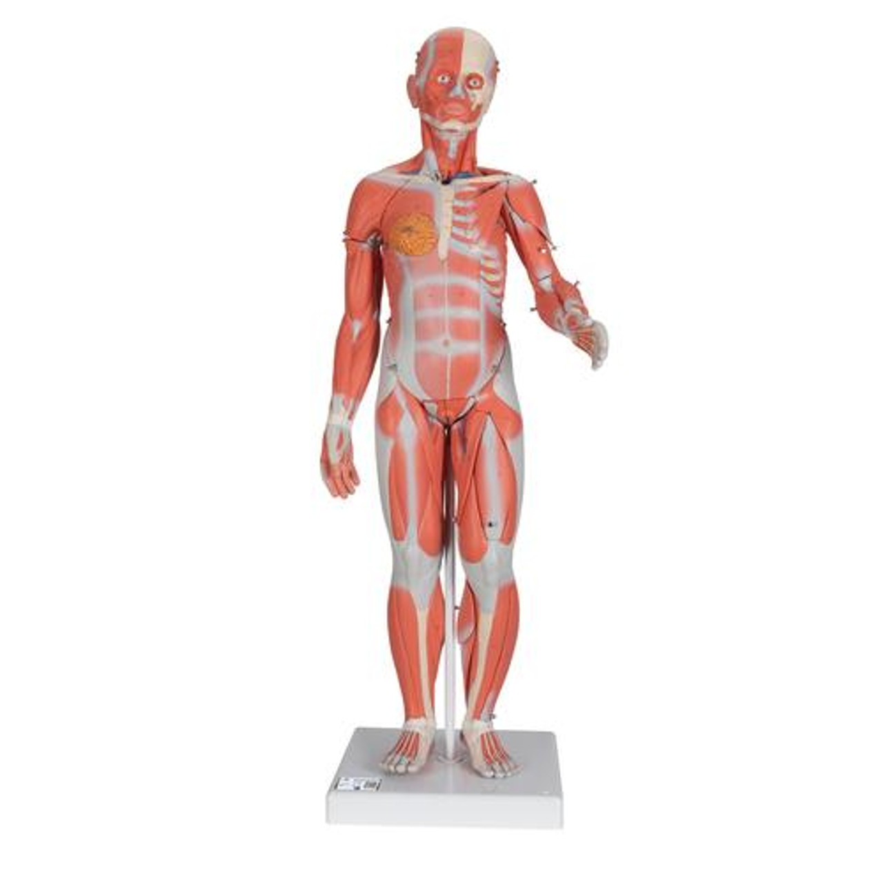 Female chest and abdomen muscles anatomy for medical concept 3d