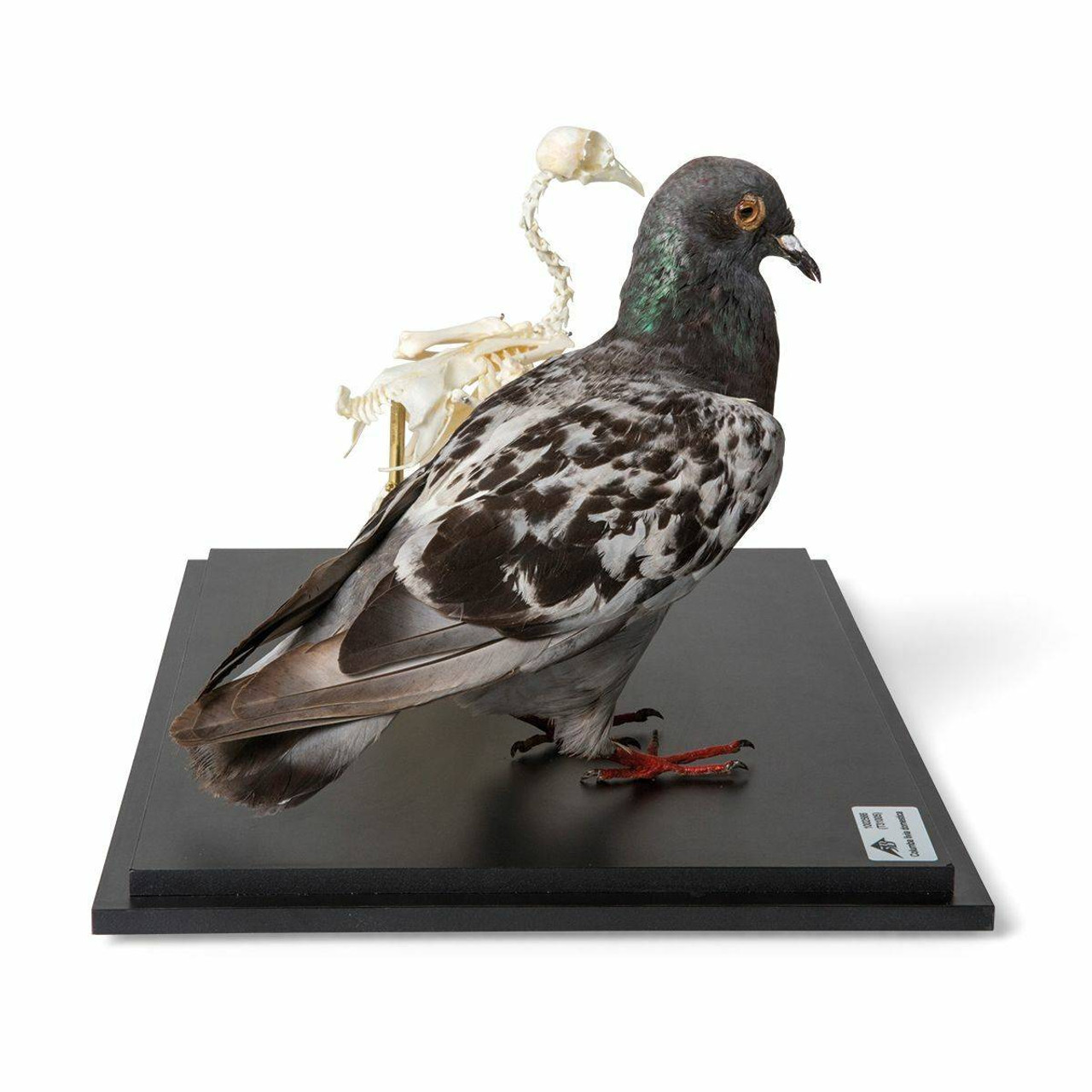 Pigeon Skeleton and Stuffed Pigeon Natural Specimen Anatomy Model, In  Showcase