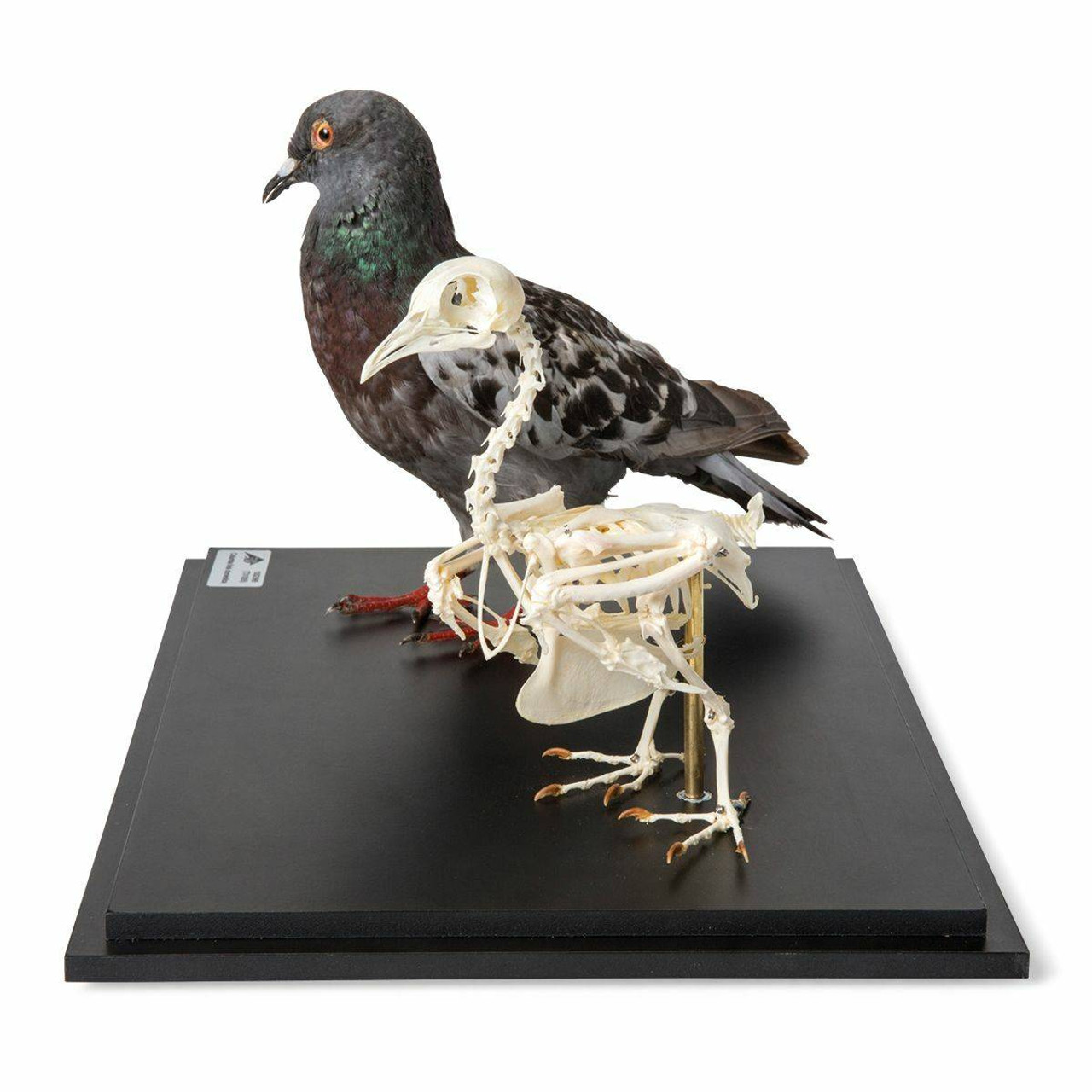 Pigeon Skeleton and Stuffed Pigeon Natural Specimen Anatomy Model, In  Showcase