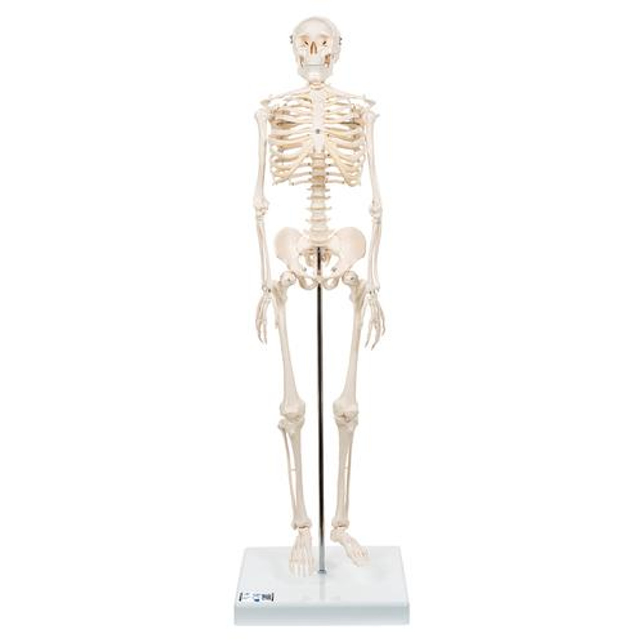 骨格分離モデル（全身） - 3B Smart Anatomy 骨格分離モデル（全身） | 日本スリービー・サイエンティフィック