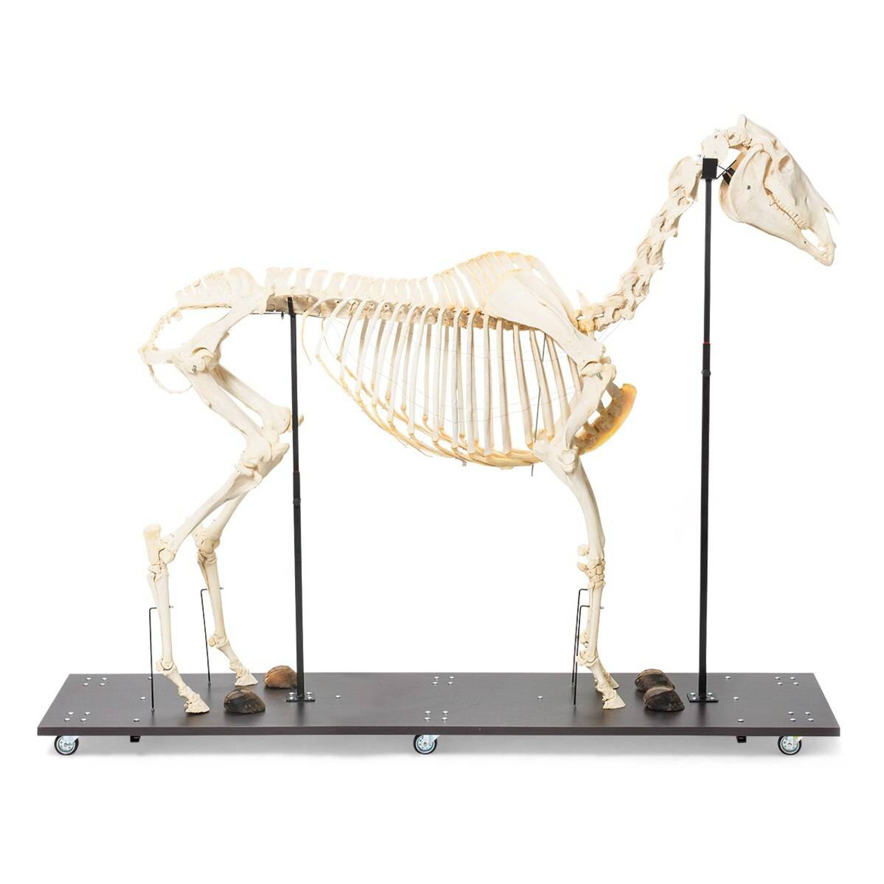 horse anatomy skeleton