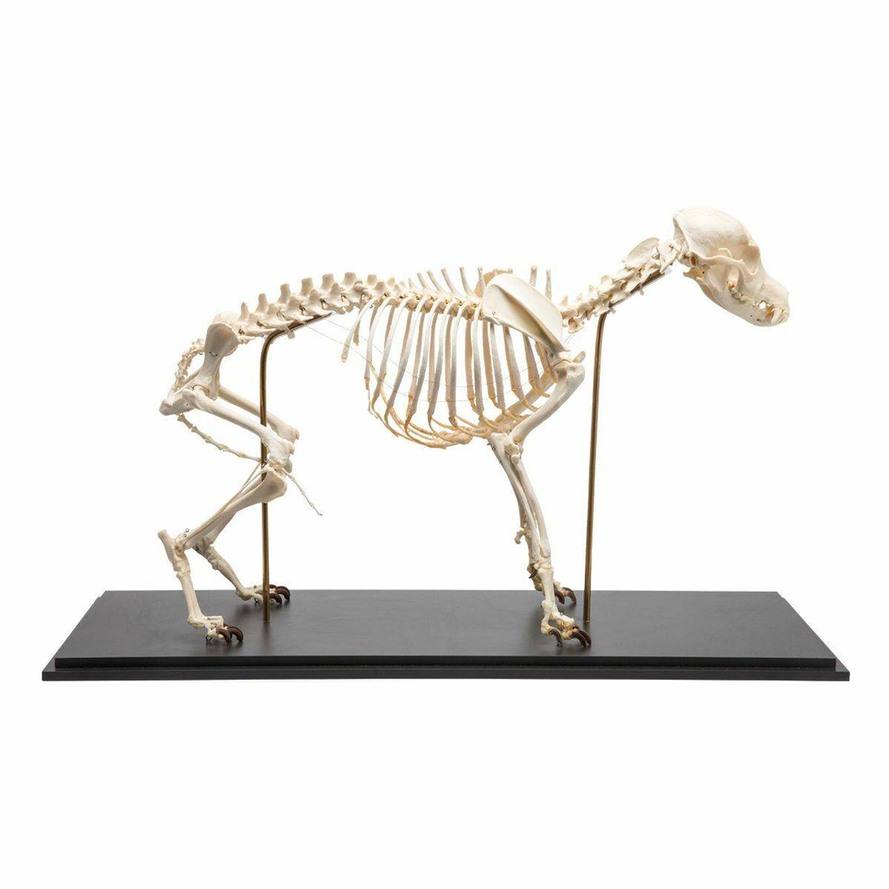 Dog Skeleton Flexibly Mounted Anatomy Model on Wood Base