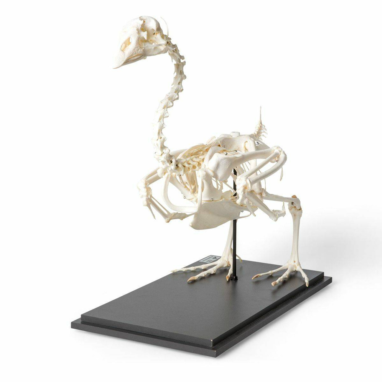 Кости утки. Скелет гуся. Скелет утки. Скелет птицы. Скелет лебедя.