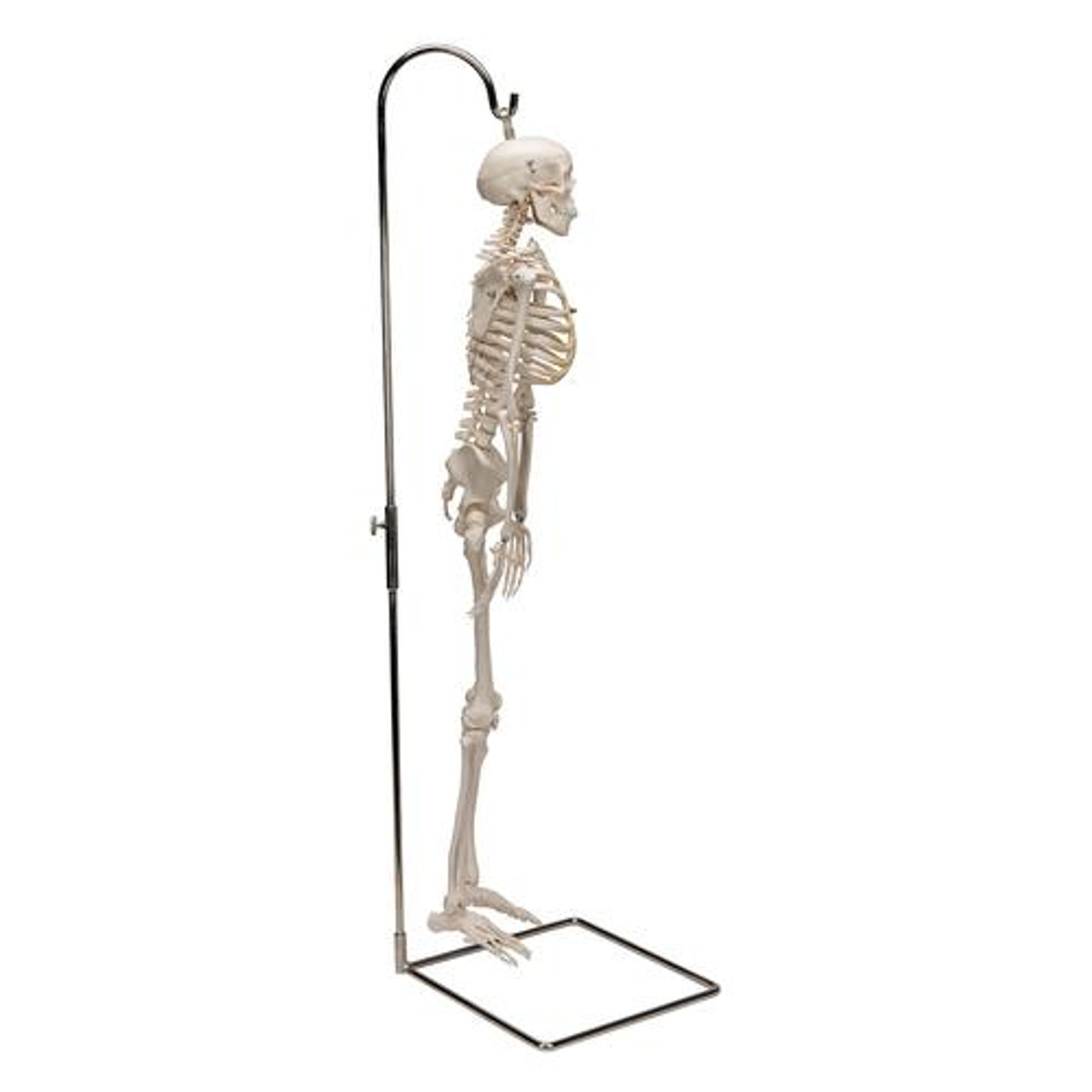 HUNYA Squelette Dansant 3D, Crânes Dansants Imprimés 3D, Mini Jouet  Squelette 3D, Décorations de Squelette Posables, Mini Figurine de Crâne