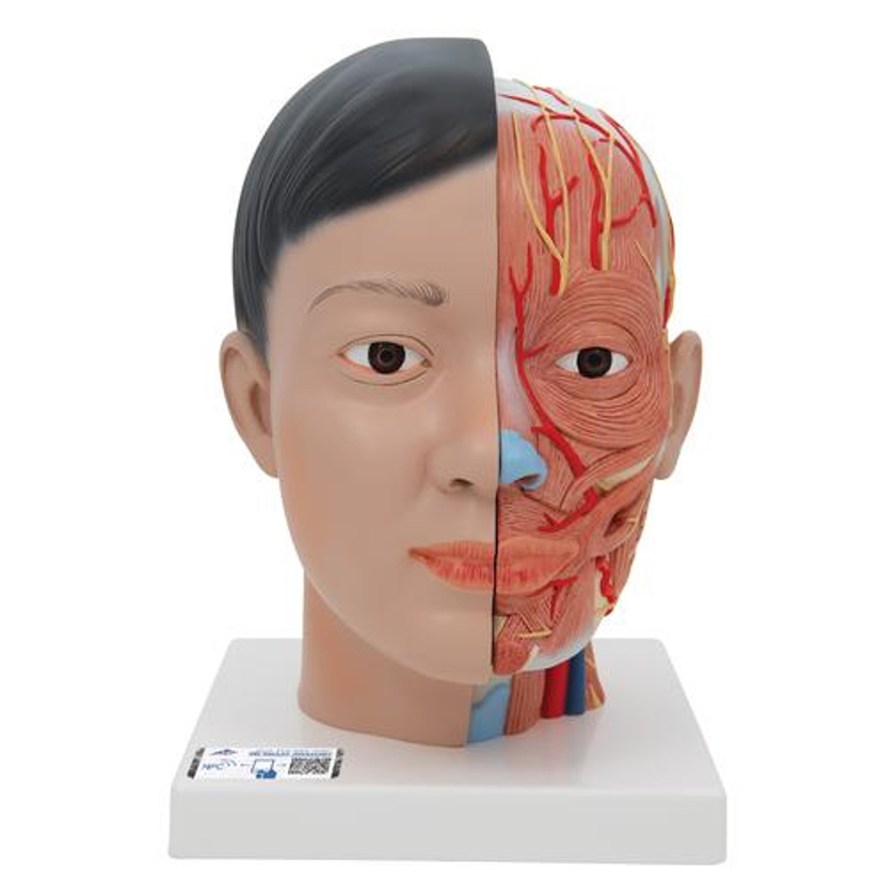 3B Scientific Life-Sized Deluxe Head Anatomy Model With Neck