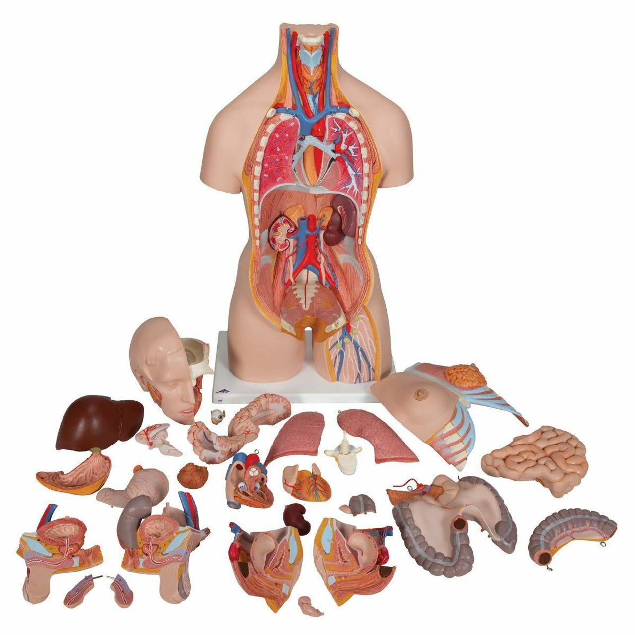 Torso Anatomy : Budget Tall Paul Torso Model Anatomical Chart Company Cmt5 - There are many ways to categorize the torso muscles.