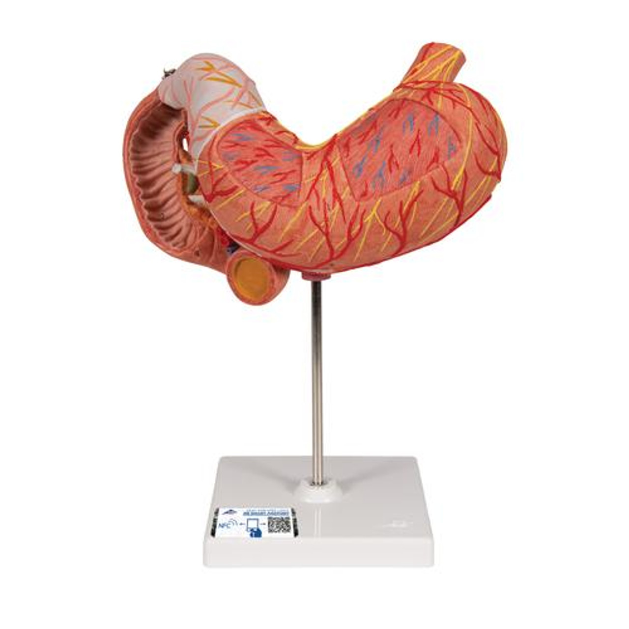 K16_01_Human-Stomach-Model-3-
