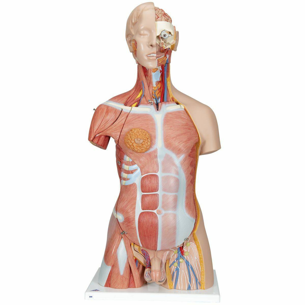 torso model labeled posterior