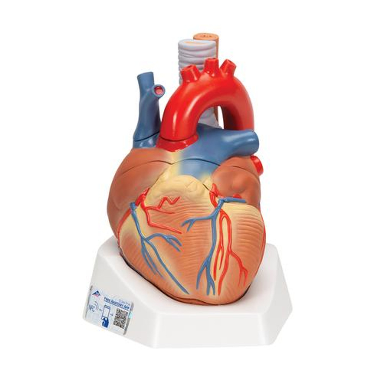 洋楽 SHAPE OF HEART, SHAPE OF HUMAN Soft Foam Cross-Section Human Heart Model