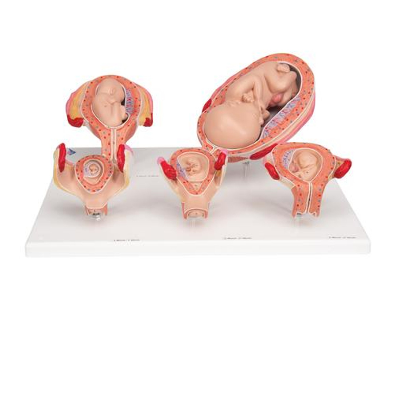 https://cdn11.bigcommerce.com/s-pimv2ff7eu/images/stencil/1280x1280/products/4276/24952/L11-9_01_Pregnancy-Models-Series-5-Embryo-Fetus-Models-on-a-Base-3B-Smart-Anatomy__80712.1643305986.jpg?c=1