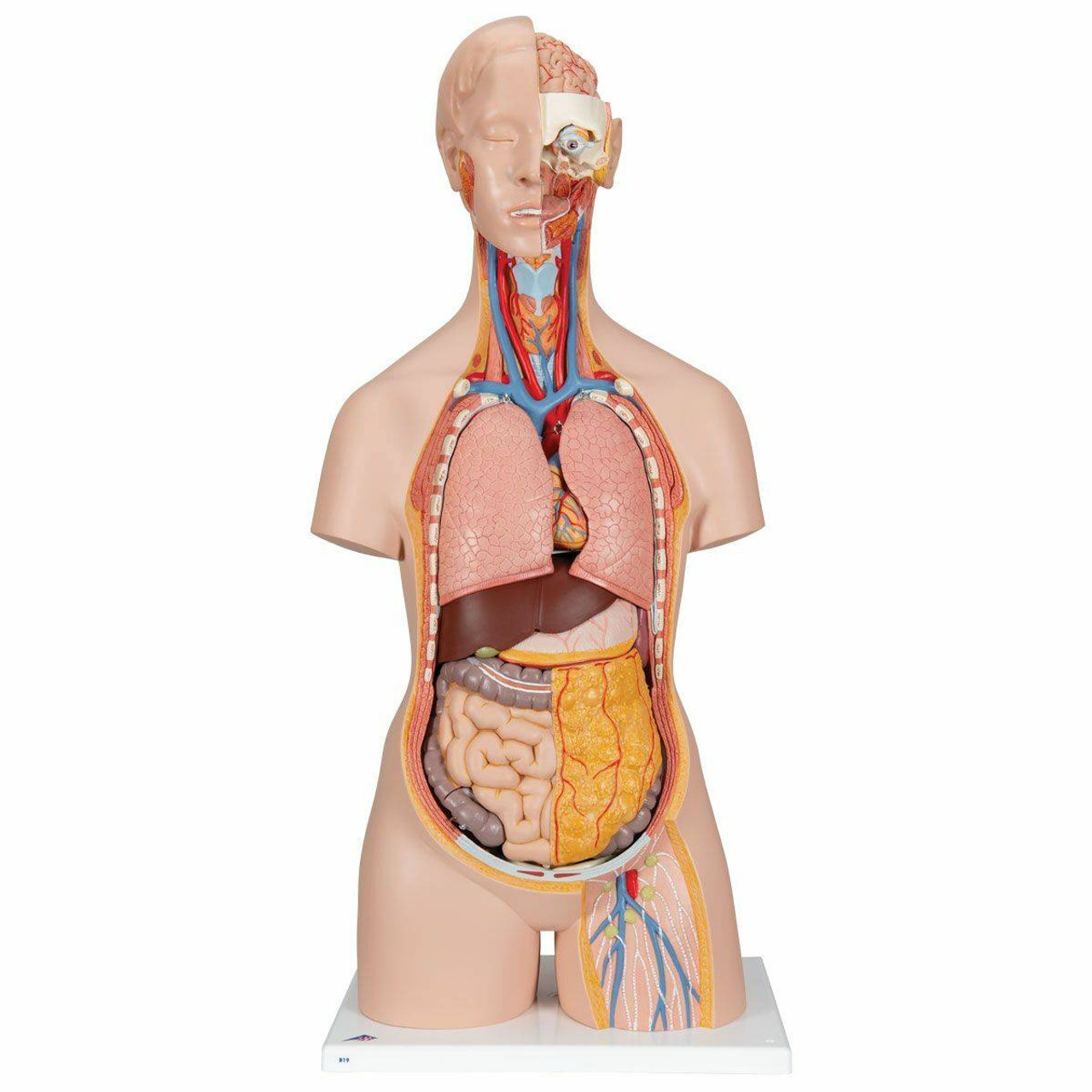 AnatomyTools MALE General use v1A 人体模型 3b-scientific-classic-human-