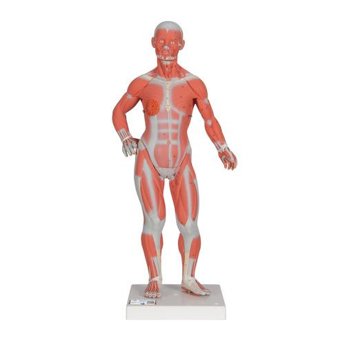 3B Scientific Mini Muscular Figure Anatomy Model (1/3 Life-Size