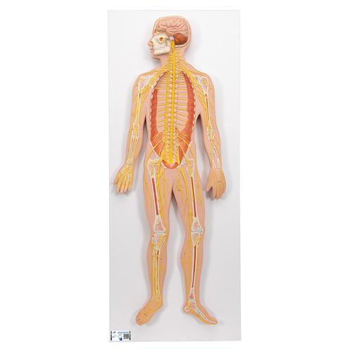 3B Scientific Half Life-Size Nervous System Anatomy Model