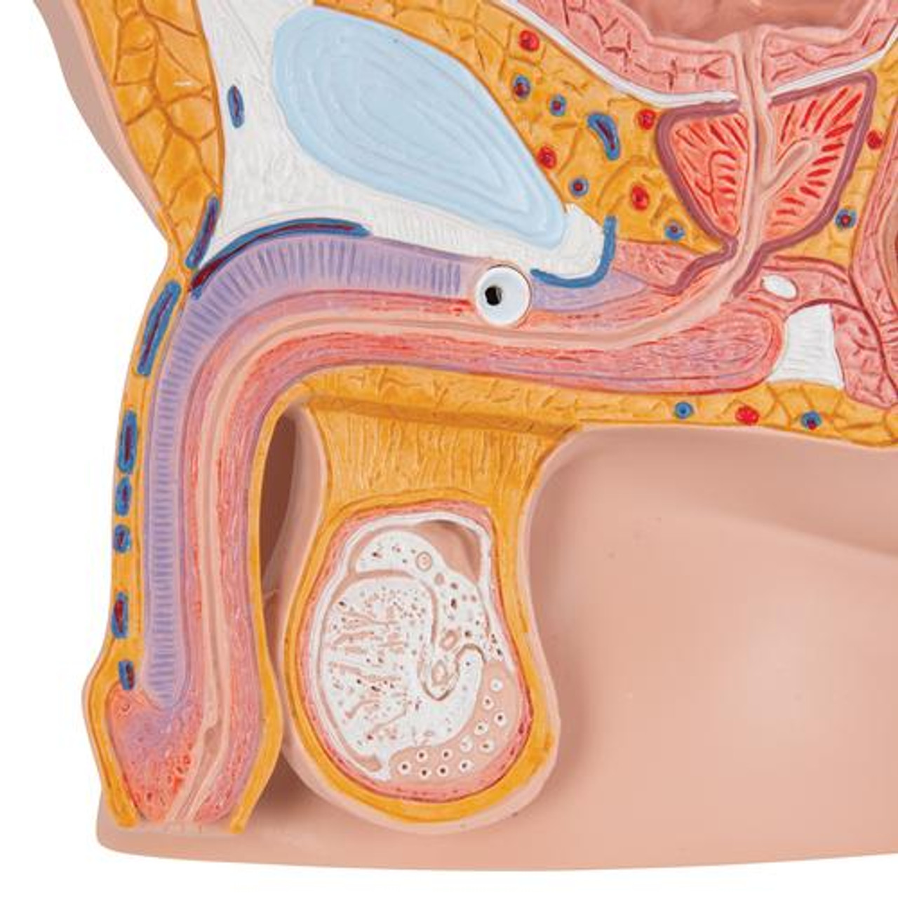 Bony Anatomy of the Pelvis – Male Posterior – Artery Studios –  Medical-Legal Visuals