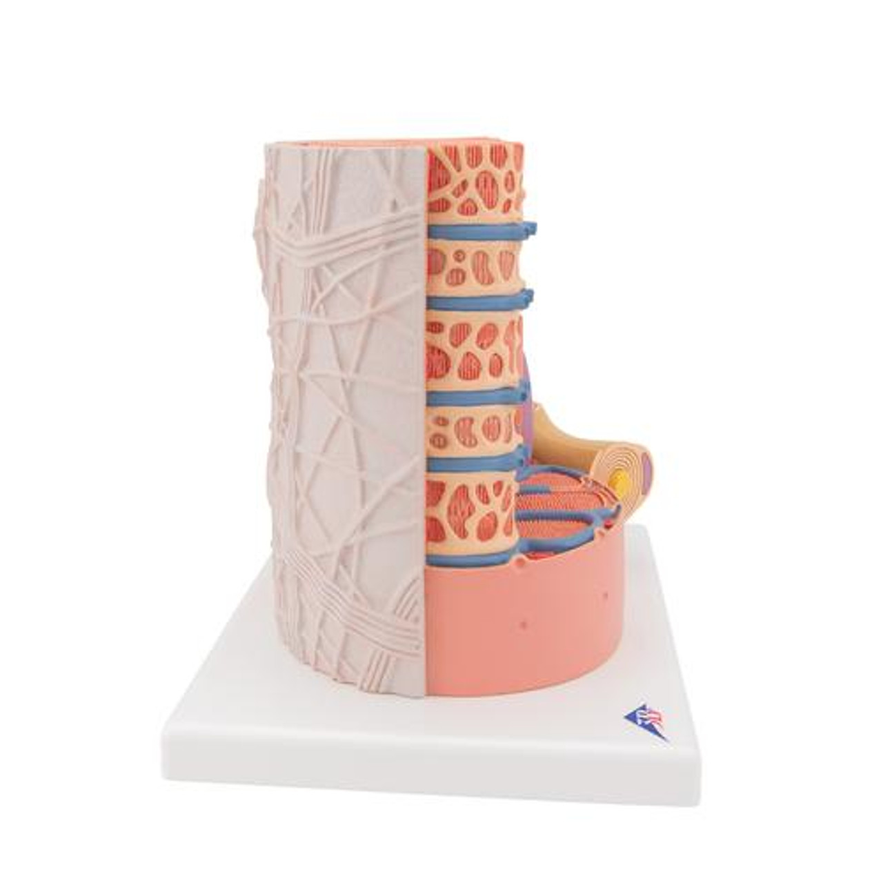 3B Scientific Human Muscle Micro Anatomy Model | Anatomy