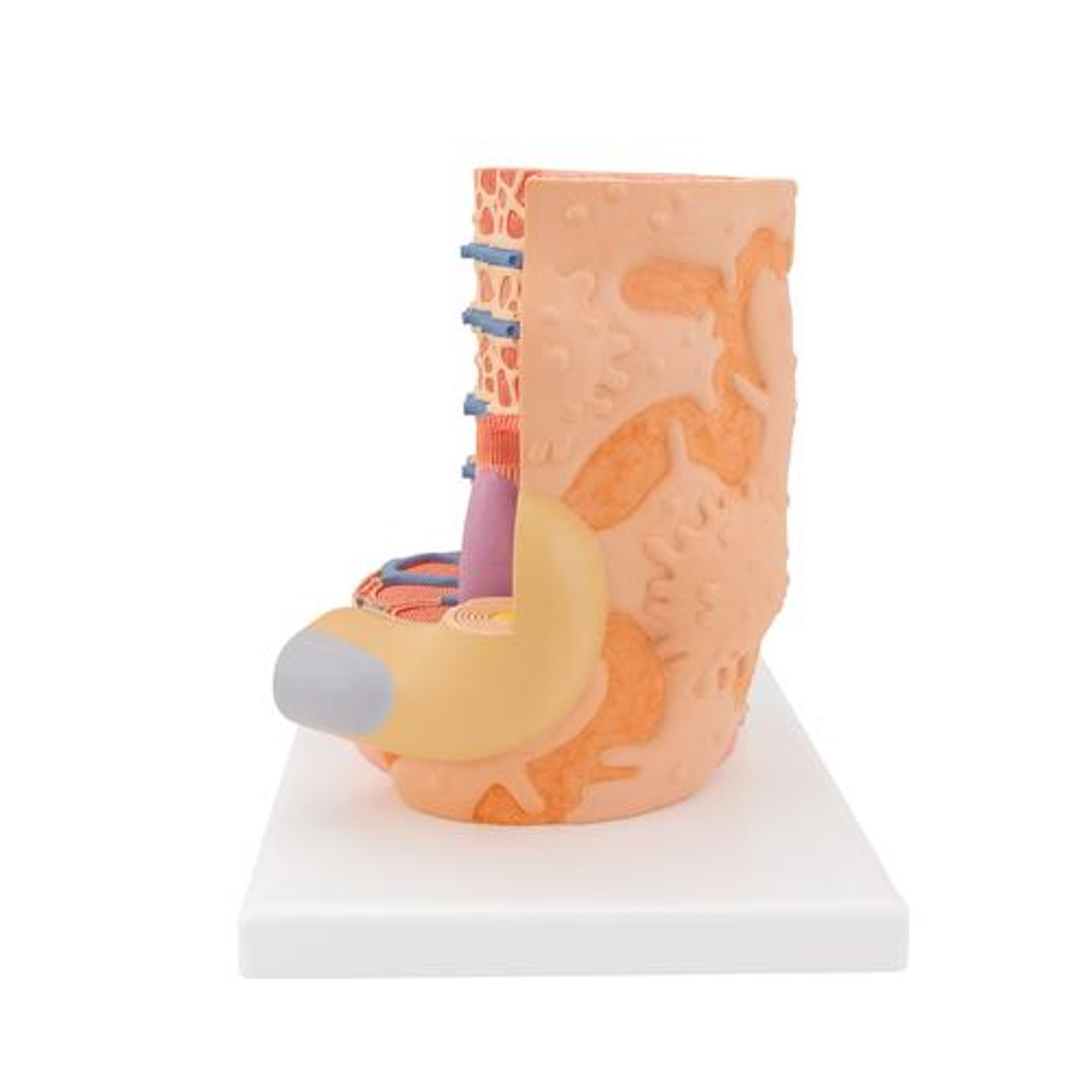 3B Scientific Human Muscle Micro Anatomy Model | Anatomy