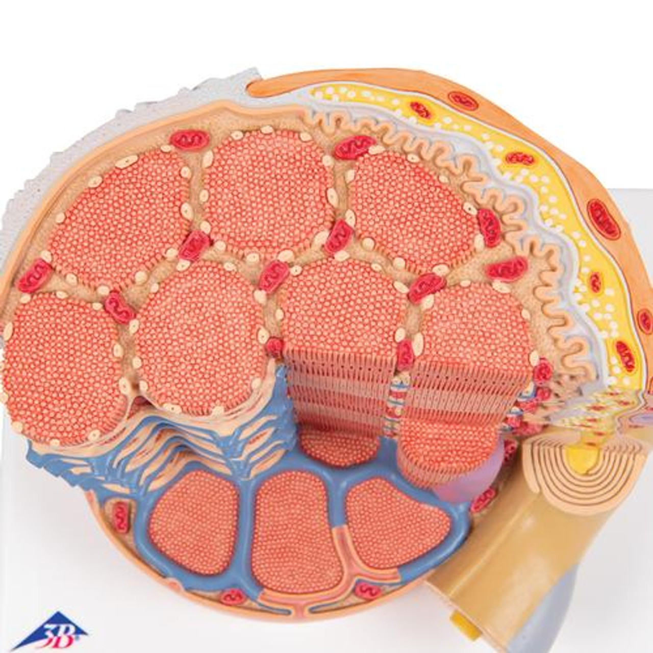 3B Scientific Human Muscle Micro Anatomy Model | Anatomy