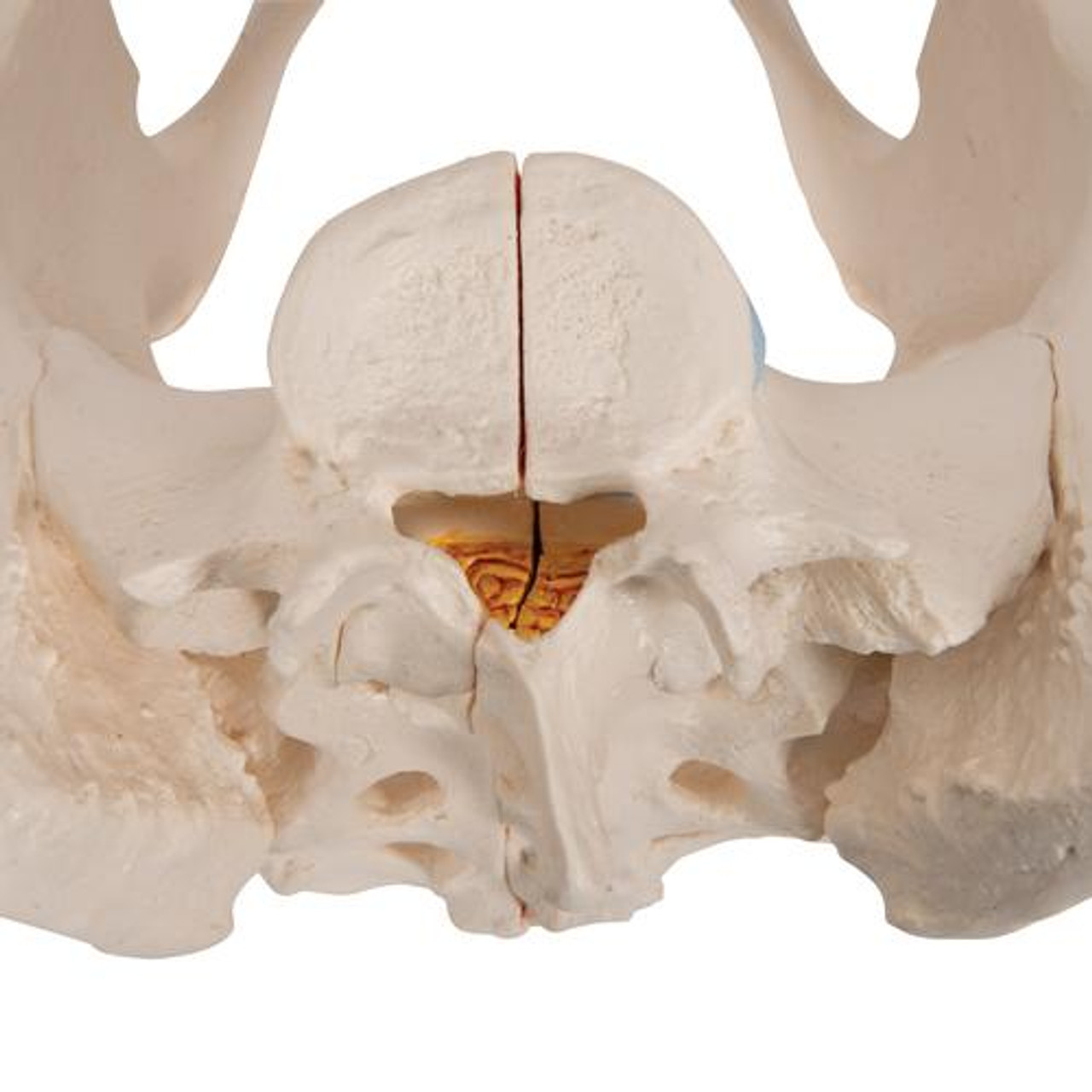 Lifesize Female Pelvic Cavity of The Model, The Mode of Section 4D