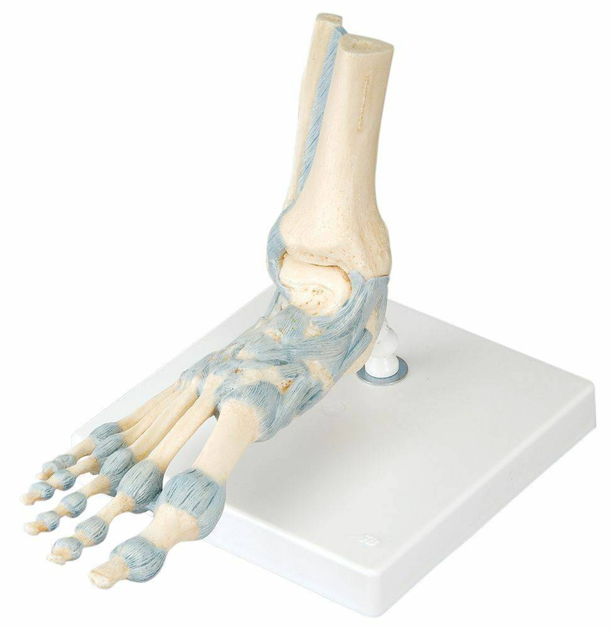 foot ligaments anatomy