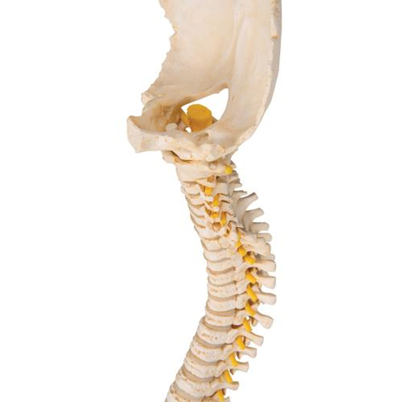 Modeling the Backbone and Spinal Cord – Perkins School for the Blind