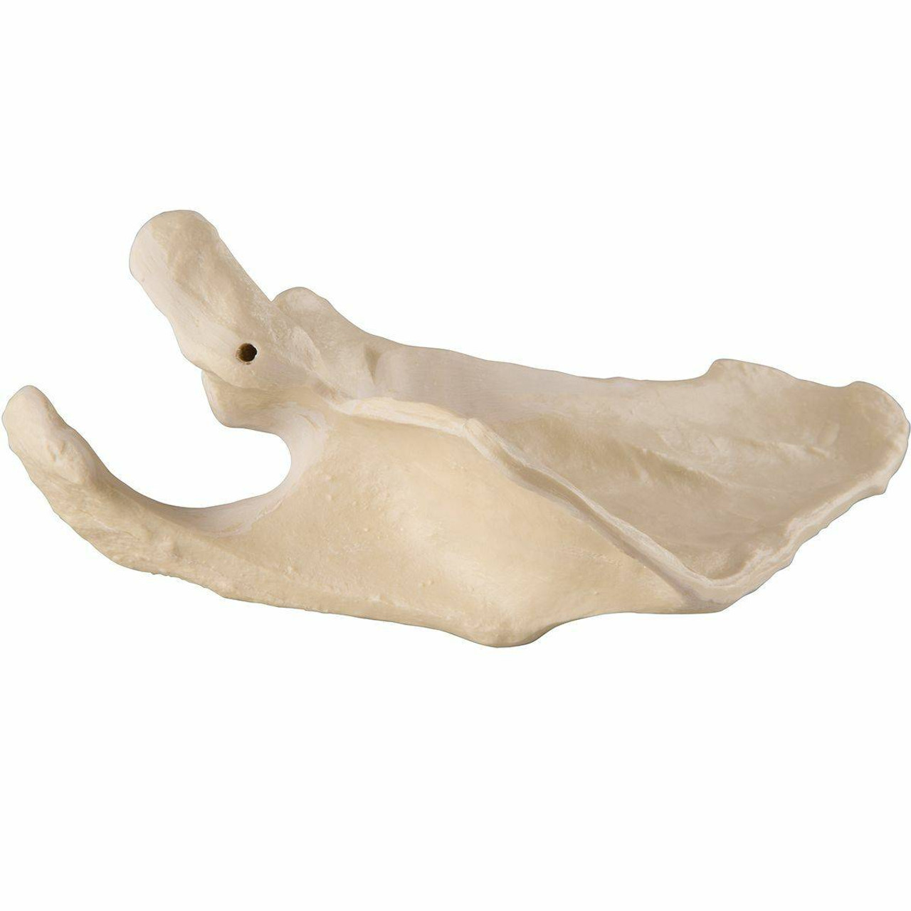 ORTHOBones Scapula