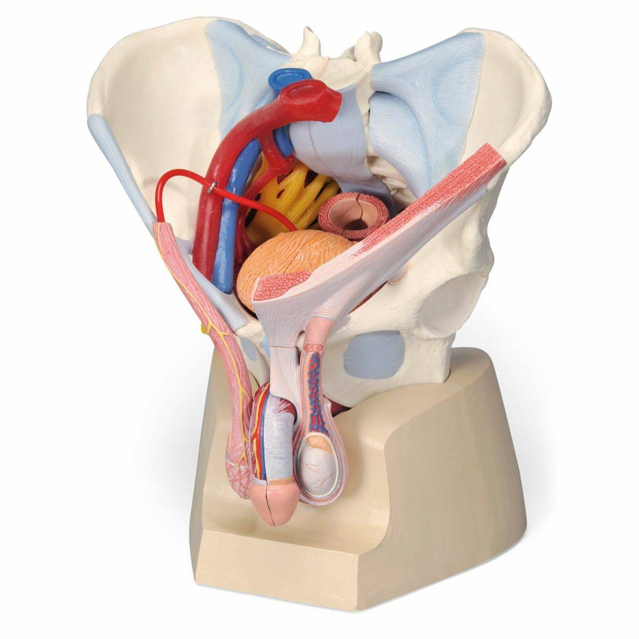 The Bones of the Pelvis and Lower Back: 3D Anatomy Model