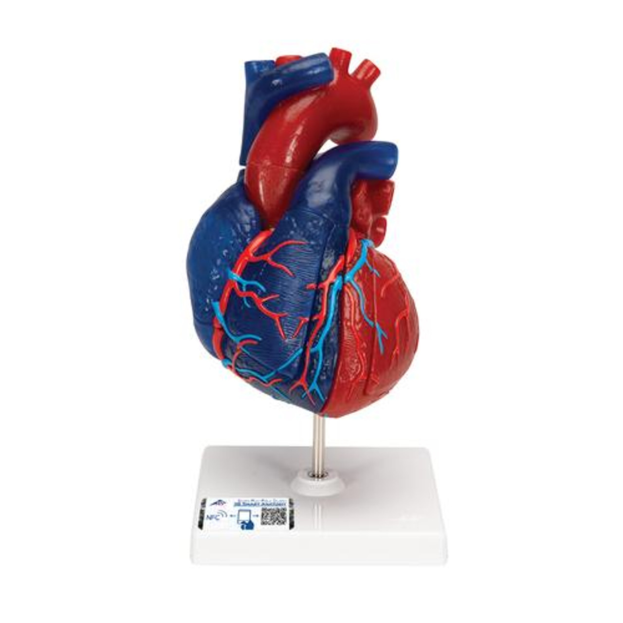 3B Scientific Heart Model 5-Part | Anatomy Warehouse