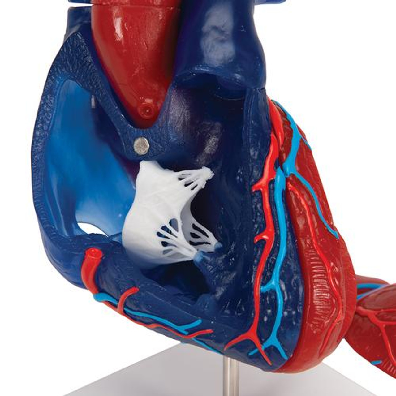 3B Scientific Heart Model 5-Part | Anatomy Warehouse