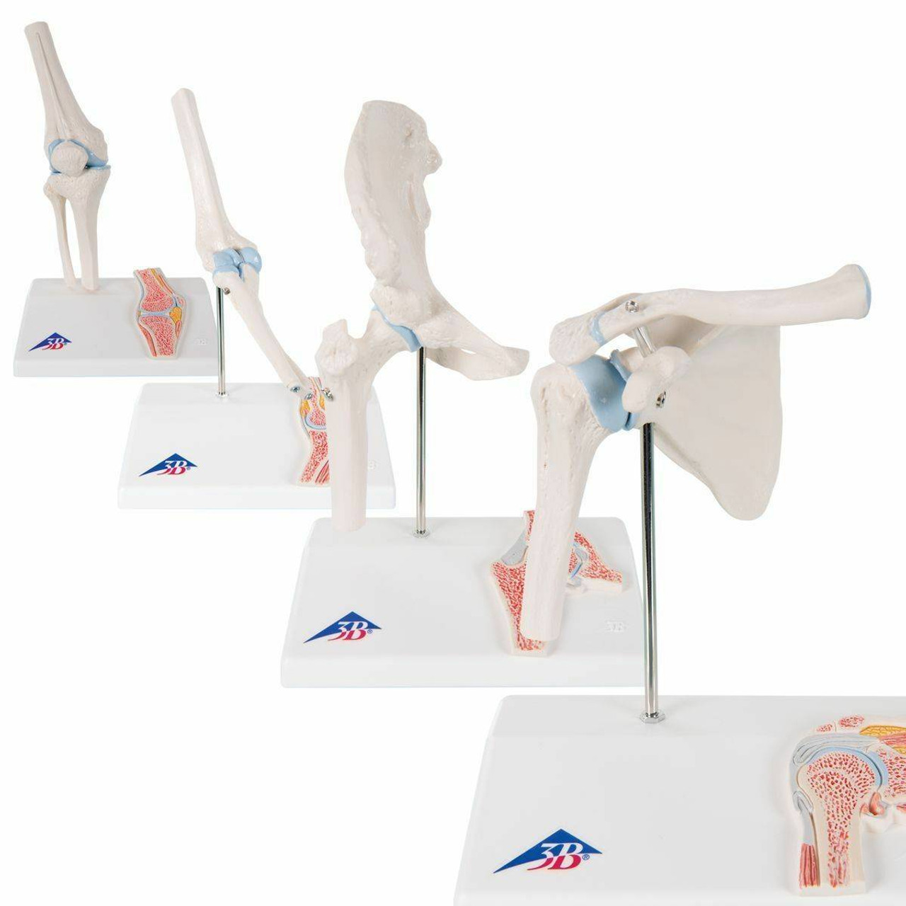 Hip， Shoulder， Knee & Elbow Joint Model Set | Human Body Anatomy